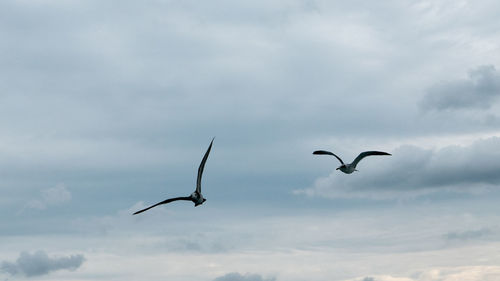 Bird flying in sky