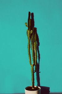 Close-up of cactus against blue background