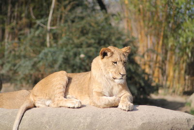 Lioness sitting on rock