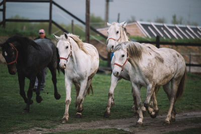 Horses standing on field