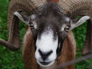 Close-up portrait of a mouflon sheep