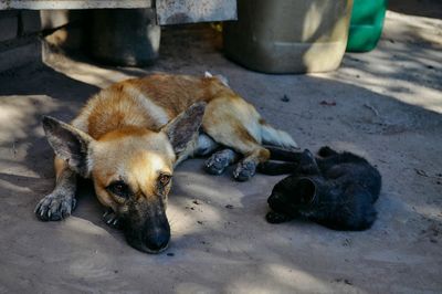 High angle view of a dog resting