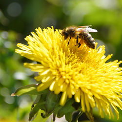 Close-up of bee pollinating on yellow flower