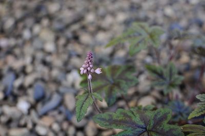 Close-up of flowering plant on land