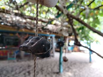 Close-up of swing hanging on tree