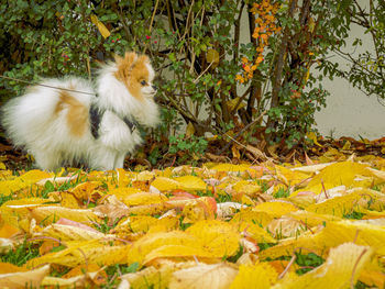 Close-up of dog on field