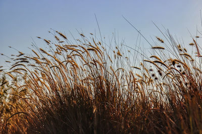 Close-up of stalks in field against clear sky