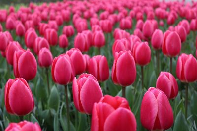 Close-up of pink tulips in field