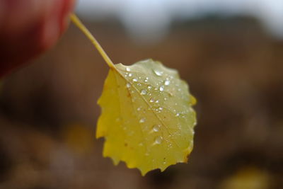 Close-up of wet yellow flower