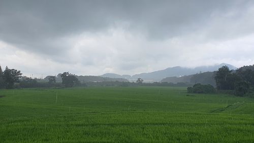 Scenic view of agricultural field against sky