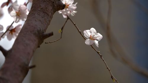 Close-up of white cherry blossoms in spring