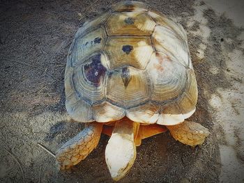 High angle view of tortoise