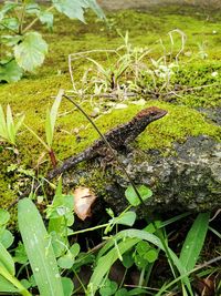 High angle view of snake on field