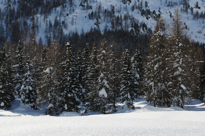 Trees on snow covered land