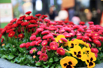 Close-up of red flowers in market
