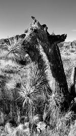 Close-up of dry plant on land against sky