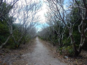 Footpath amidst trees
