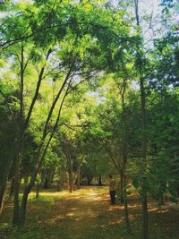 Trees in forest