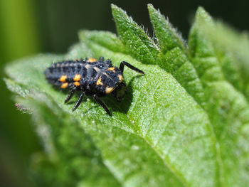 Close-up of insect on leaf