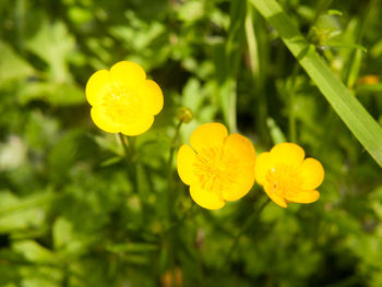 Close-up of yellow flowering plant on field