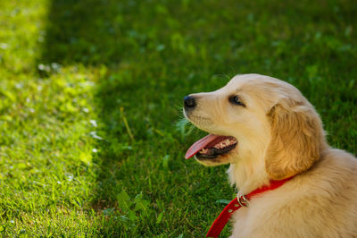 Dog looking away on field