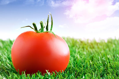Close-up of tomatoes growing on field