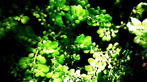 Close-up of fresh green plants