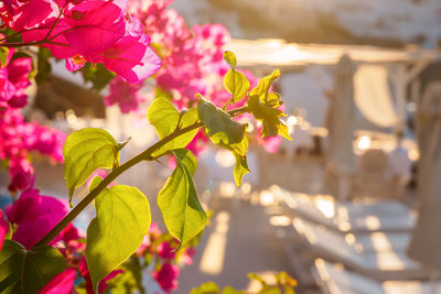 Close-up of pink flowering plant