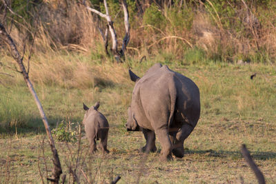 Rhinoceros walking on field