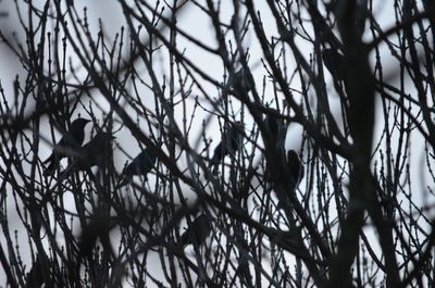 Low angle view of birds perching on tree