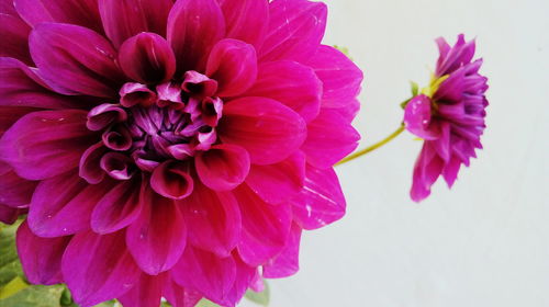 Close-up of purple dahlia blooming outdoors