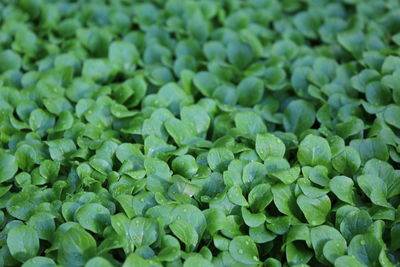 Full frame shot of fresh green plants