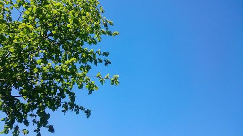 Low angle view of trees against clear blue sky