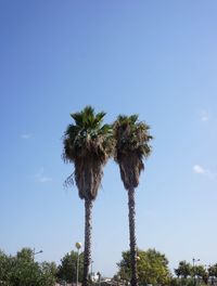 Low angle view of palm trees against blue sky