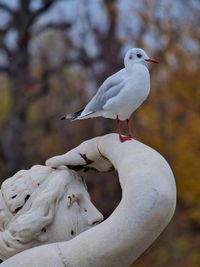 Close-up of seagull perching on hand