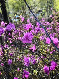 Close-up of purple flowers blooming on tree