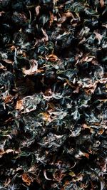 Full frame shot of dried leaves on field