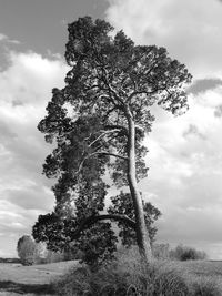 Trees on landscape against cloudy sky