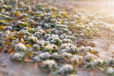 Close-up of alternanthera caracasana on floor covered land