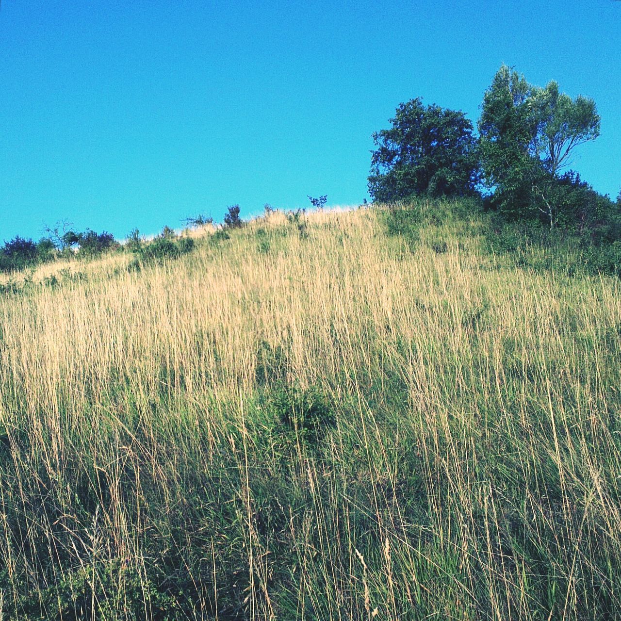 clear sky, blue, field, growth, tranquility, grass, tranquil scene, copy space, landscape, beauty in nature, nature, scenics, plant, rural scene, agriculture, tree, sunlight, crop, day, grassy