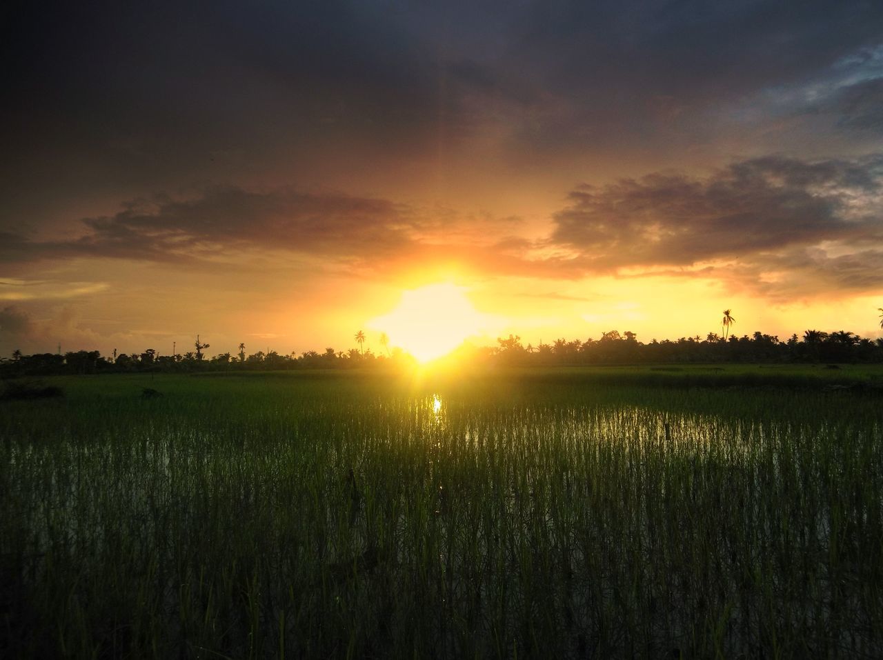 sunset, nature, field, tranquil scene, tranquility, scenics, beauty in nature, growth, agriculture, sun, landscape, rural scene, sunbeam, farm, sky, no people, outdoors, sunlight, silhouette, plant, grass, rice paddy, cereal plant, tree, day