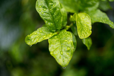 Close-up of wet leaves