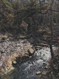 View of trees in forest