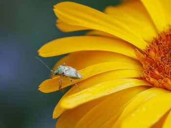 Close-up of bishop bug sitting on a yellow flower