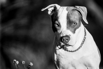 Portrait of pit bull terrier