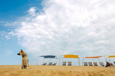 Dog standing on beach against sky
