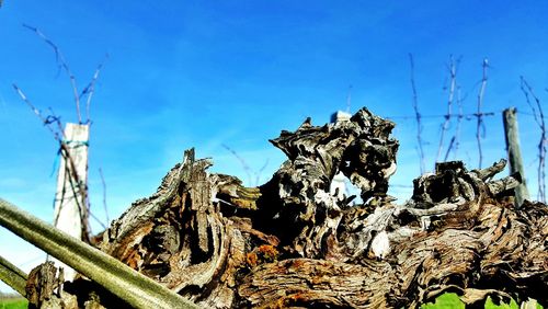 Low angle view of trees against blue sky