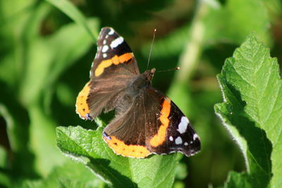 Butterfly perching on leaf