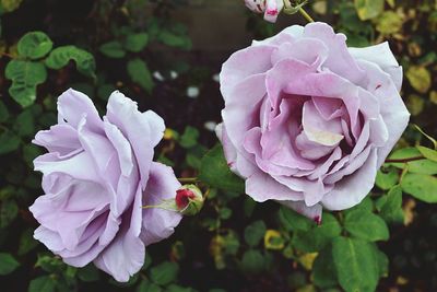 Close-up of pink rose