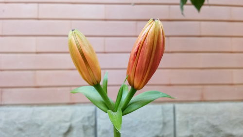 Close-up of plant against wall